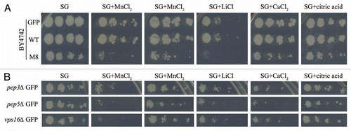 Figure 2 Metal and salt sensitivity spotting assay. Ten-fold dilutions of exponentially growing cultures of BY4742 cells expressing GFP, WT or M8 were spotted onto SD agar supplemented with casaminoacids (0.67%) and containing 8 mM MnCl2, 100 mM MgCl2, 25 mM LiCl, 100 mM CaCl2 or 10 mM citric acid (A). pep3Δ, pep5Δ and vps16Δ expressing GFP or WT were tested in the same conditions (B). The cells were incubated at 30°C for 4 days.