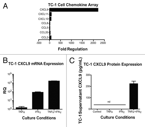 Figure 4. Interferon γ induces the expression of chemokines by - cells. (A–C) Samples from TC-1 cells that were maintained under control conditions or cultured with tumor necrosis factor α (TNFα) and interferon γ (IFNγ), were collected and then processed for chemokine PCR arrays (A), CXCL9-specific quantitative RT-PCR assays (B) or CXCL9-specific ELISAs (C). In (A and B) data are reported as fold changes in mRNA expression relative to cells maintained in control conditions. Mean RQ or protein concentration values ± SEM (of 2 independent experiments) are reported in (B and C) respectively. nd, not detected.