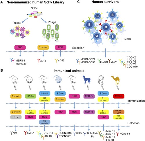 Figure 3. Development of monoclonal antibodies against MERS-CoV. (A) Monoclonal antibodies sorted from non-immunized human scFv (single-chain fragment variable) libraries. MERS-4 and MERS-27 were isolated from a non-immunized human scFv library displayed on yeast with MERS-CoV spike RBD as bait protein. Similarly, 3B11 and m336 were isolated from non-immunized human scFv phage libraries with MERS-CoV S protein or RBD protein as bait protein, respectively. (B) Monoclonal antibodies sorted from immunized animals. The antibodies 5F9, hMS-1 (Mersmab-1), D12, F11, G2, G4, 4C2h (4C2), REGN3048 and REGN3051 were isolated from mice immunized with the indicated vaccines labelled in the colour-coded boxes, each representing a different immunogen; the bait or target protein for antibody selection were also listed. The mice from which REGN3048 and REGN3051 were isolated were given the pale blue colour to indicate that they express human immunoglobulin genes. NbMS10-Fc, JC57-11, JC57-13, JC57-14, F1B-H1 and HCAb-83 were isolated from larger animal including llama, rhesus macaque and camels as indicated. The vaccines and selection criteria were also shown. NTD (N-terminal domain), Fc (fragment constant). (C) Monoclonal antibodies isolated from human survivors recovered from MERS-CoV infection. MERS-GD27, MERS-GD33, LCA60, CDC-C2, CDC-C5, CDC-A2 and CDC-A10 were generated by culturing B cells sorted from the patient and screening for MERS-CoV-specific antibodies. MCA1 was produced by constructing a phage library displaying scFv cloned from a convalescent patient.