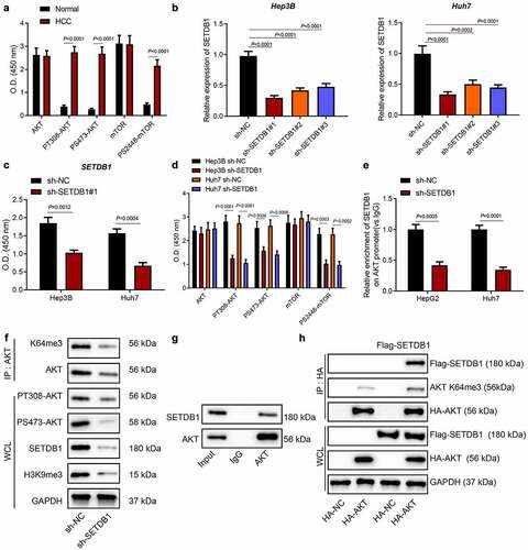 Figure 2. SETDB1 activates the AKT pathway by promoting AKT methylation. a, expression of the AKT pathway-related factors AKT and mTOR and their phosphorylation levels in HCC tissues determined by ELISA, * p < 0.05 compared to normal liver tissues. b, knockdown efficiency of sh-SETDB1 in Hep3B and Huh7 cells determined by RT-qPCR, * p < 0.05 compared to sh-NC. c, knockdown efficiency of sh-SETDB1 in Hep3B and Huh7 cells determined by ELISA, * p < 0.05 compared to sh-NC. D, AKT and mTOR phosphorylation levels in Hep3B and Huh7 cells with sh-SETDB1 determined by ELISA, * p < 0.05 compared to sh-NC. e, ChIP test for binding of SETDB1 to the AKT promoter region. f, the effect of SETDB1 expression on AKT methylation determined by IP and Western blot. g, interaction between SETDB1 and AKT determined by IP. h, AKT K64me3 determined by IP. The cell experiment was repeated three times.