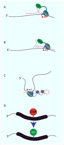 Figure 3. RNA editing enzymes can be repurposed to correct genetic defects at the RNA level. Several approaches have been taken to retarget ADARs to novel sites. (A) An antisense RNA (pink) harboring a Box B (a Lambda-N binding site) is used to target the deaminase domain of ADAR2 (DEAM) expressed as a fusion with a Lambda-N domain to an mRNA (black). (B) Alternatively, chemically modified oligos (pink) are used to target a deaminase-SNAP tag fusion to novel editing sites. (C) Complex guide RNAs (pink) that resemble endogenous ADAR targets can be used to attract endogenous ADARs to novel sites in endogenous RNAs (black). (D) These systems have been used to eliminate stop codons, but can conceptually also be used to introduce other A to I mediated codon exchanges.