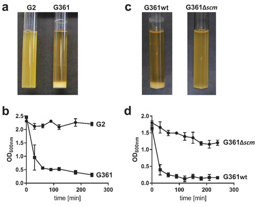 Figure 1. Analysis of streptococcal aggregation. (a) S. canis strain G2 (SCM−) and G361 (SCM+) were grown overnight at 37°C in TSB. The photograph shows bacterial sedimentation. (b) Quantification of the sedimentation rate of the bacterial cultures shown in (a) by measuring the optical density at 600 nm at the indicated time points. The results present mean and standard deviation of a representative experiment done in triplicates. The experiments were repeated three times. (c) S. canis strain G361 wildtype (G361) and the isogenic scm-targeted insertional mutant (G361∆scm) were grown overnight at 37°C in TSB. The photograph shows bacterial sedimentation. (d) Quantification of the sedimentation rate of the bacterial cultures shown in (c) by measuring the optical density at 600 nm at the indicated time points. The results present mean and standard deviation of a representative experiment done in triplicates. The experiments were repeated three times.