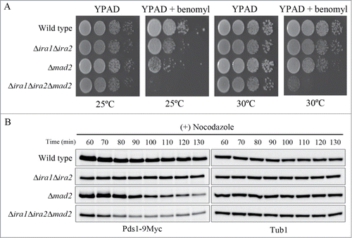 Figure 5. Ira1 and Ira2 function independently of Mad2 in the spindle assembly checkpoint (SAC) pathway. (A) Δira1Δira2Δmad2 was highly sensitive to spindle damage. Wild-type, Δira1Δira2 (strain YSK2866), Δmad2 (strain YSK2668), and Δira1Δira2Δmad2 (strain YSK2925) cells were grown to mid-log phase, serially diluted 10-fold, spotted onto either YPAD plates or YPAD plates containing 10 μg/mL benomyl and then incubated at either 25°C or 30°C. (B) Δira1Δira2Δmad2 cells are more sensitive to nocodazole than Δira1Δira2 or Δmad2 cells. Wild-type, Δira1Δira2, Δmad2, and Δira1Δira2Δmad2 cells expressing Myc-tagged Pds1 (strains YSK2992, YSK3001, YSK2984, and YSK3003, respectively) were grown to early log phase at 25°C and then treated with 15 μg/mL nocodazole for 130 min. Cells were collected every 10 min from 60 min, and then Pds1 expression (Pds1-9Myc) was detected by western blotting using an anti-Myc antibody. α-Tubulin (Tub1) served as a loading control.
