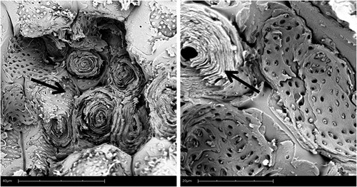 FIGURE 3 SEM micrographs of the detail of the rolled sheets architecture in almond cross-section.