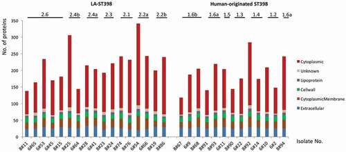 Figure 1. Numbers of identified extracellular proteins of the investigated S. aureus ST398 isolates and their predicted subcellular locations. For all identified extracellular proteins of the investigated strains, the subcellular locations were predicted bioinformatically. Subsequently, the respective numbers of proteins assigned to the different subcellular locations were determined per strain (marked in color code). The different clades of the investigated LA-ST398 and human-originated S. aureus ST398 strains are indicated.