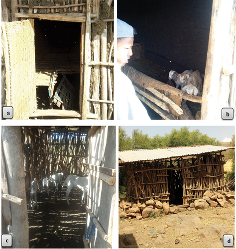 Figure 3. Common goat houses types in Bibugn for adults (a) and kids (b); Goncha Siso Enesie (c), and Hulet Eju Enesie (d) districts.