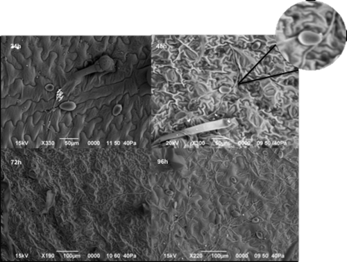 Fig. 1 Inoculated leaves with the presence of sporangia, zoospores and/or germinating sporangia when observed directly with a scanning electron microscope. From the top left image to the bottom right one, the growth of Phytophthora infestans sporangia at different hours after inoculation (hai) can be observed. The presence of sporangia and encysted zoospores could be seen at 24 hai followed by the direct germination of zoosporangia at 48 hai and the mycelial growth of the initial inoculum at 72 and 96 hai. Strain 4084, isolated from P. peruviana in 2007, is shown in this figure.
