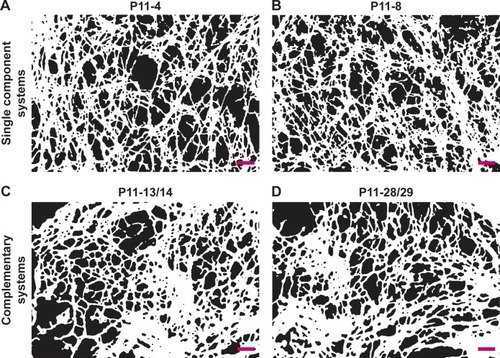 Figure 1 Processed SEM images of fibrillar P11-SAP hydrogels.Note: (A) P11-4, (B) P11-8, (C) P11-13/14, and (D) P11-28/29 (peptide hydrogels were prepared at 15 mg/mL, scale bar 200 nm, images were converted to black and white pictures).Abbreviation: SEM, scanning electron microscope.