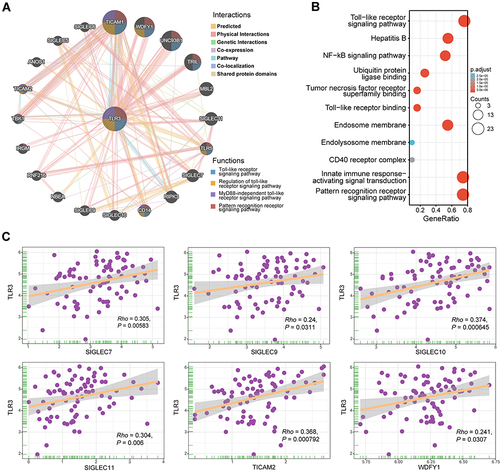 Figure 5 Interaction network of frequently interacting genes and functional enrichment analyses. (A) Gene to gene interaction network with frequently interacting genes (GeneMANIA, accessed on Sept 8th, 2021): the node size, color of lines, and colored node circle sections represent the strength of interaction, the types of interaction between genes, and functions of the respective genes, respectively. (B) GO enrichment and KEGG pathway analyses of 21 involved genes. (C) Correlation analyses between the expression of TLR3 and co-expressed genes in ESCC. SIGLEC7, sialic-acid binding Ig-like lectin 7; SIGLEC9, sialic-acid binding Ig-like lectin 9; SIGLEC10, sialic-acid binding Ig-like lectin 10; SIGLEC11, sialic-acid binding Ig-like lectin 11; TICAM2, toll-like receptor adaptor molecule 2; WDFY1, WD repeat and FYVE domain containing 1.