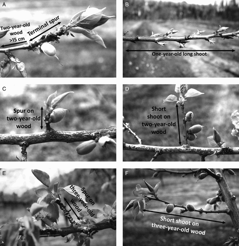 Figure 1. Illustrations identifying: A, 1-year-old terminal spur; B, 1-year-old long shoot; C, spur on 2-year-old wood; D, short shoot on 2-year-old wood; E, spur on 3-year-old wood; F, short shoot on 3-year-old wood.