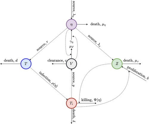 Figure 1. Schematic diagram of the within-host model. CD4 T cells are denoted by T, infected cells are denoted by Ti, the virus is denoted by V , CD8 T cells are denoted by Z and nutrition (protein) is denoted by η.