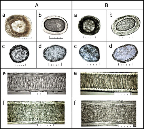 Figure 1. Detailed macro- and micro-morphological comparison of hair specimens: (A) microstructure of the hair of Felis silvestris from collection; (a)(b) cross sections in the most expanded part of a hair (granna) at a pigmented pile hair and an achromous pile hair, respectively; (c)(d) medulla disks in the same area at a pigmented pile hair and an achromous pile hair, respectively; (e)(f) structure of a medulla in the base of a pile hair and a granna of a pile hair, respectively. (B) microstructure of a typical hair from objects ##1–50; (a)(b) cross sections in the most expanded part of a hair (granna) at a pigmented pile hair and an achromous pile hair, respectively; (c)(d) medulla disks in the same area at a pigmented pile hair and an achromous pile hair, respectively; (e)(f) structure of a medulla in the base and the granna of a pile hair, respectively. The scale at all photos: one small division on a large-scale ruler is equal to 10 μ (microns), respectively 5 divisions = 50 μ (microns).