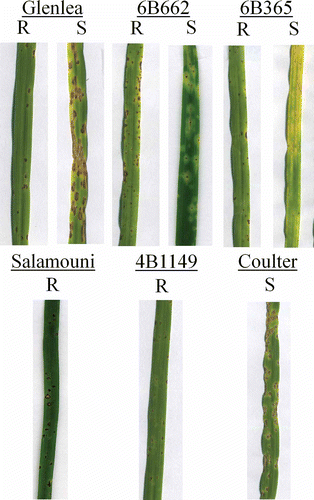 Fig. 3. Reaction of differential wheat genotypes to inoculation with representative isolates of Pyrenophora tritici-repentis collected from Alberta, Canada, or with a reference race 8 isolate (TS93-71F) included as a control. Race 1 isolates induced necrosis on ‘Glenlea’ and ‘Coulter’, and chlorosis on line 6B365; the other genotypes were resistant to this race. Race 2 isolates induced necrosis only on ‘Glenlea’ and ‘Coulter’. The race 3 isolate AB39-2 induced chlorosis on 6B365 and necrosis on ‘Coulter’. The race 8 isolate induced necrosis on ‘Glenlea’ and ‘Coulter’, and chlorosis on 6B662 and 6B365.