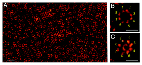 Figure 2. Nuclear envelope of a Xenopus laevis oocyte as seen by dSTORM.Citation33 (A) Nuclear envelopes isolated from Xenopus laevis oocytes were labeled with Alexa647 by indirect immunofluorescence against gp210, a protein that localizes to the lumen of the nuclear envelope bordering the pore wall. (B) Higher magnifications reveal the structural arrangement of gp210 proteins in nuclear pore complexes (NPCs). The 8-fold symmetry of the gp210 ring around each NPC (B) and the diameter of the central channel of ~40 nm is correctly identified with an optical resolution of ~15 nm (C) using WGA-Alexa647 binding to nucleoporins of the central channel (ref. Citation33). Scale bars: 500 nm (A), 150 nm (B, C).