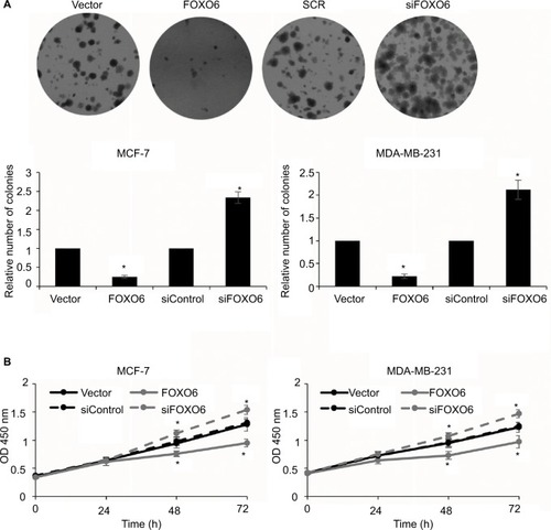 Figure 5 FOXO6 inhibits the proliferation of breast cancer cells.Notes: (A) FOXO6 was overexpressed or knocked down in MCF-7 and MDA-MB-231 cells. Colony formation assay was used to detect the effect of FOXO6 on cell proliferation. FOXO6 vs vector, siFOXO6 vs siControl, *p < 0.05. (B) FOXO6 was overexpressed or knocked down in MCF-7 and MDA-MB-231 cells. CCK-8 assay was used to detect the effect of FOXO6 on cell proliferation. FOXO6 vs vector, siFOXO6 vs siControl, *p < 0.05.Abbreviation: CCK-8, Cell Counting Kit-8; FOXO, forkhead transcription factor family.