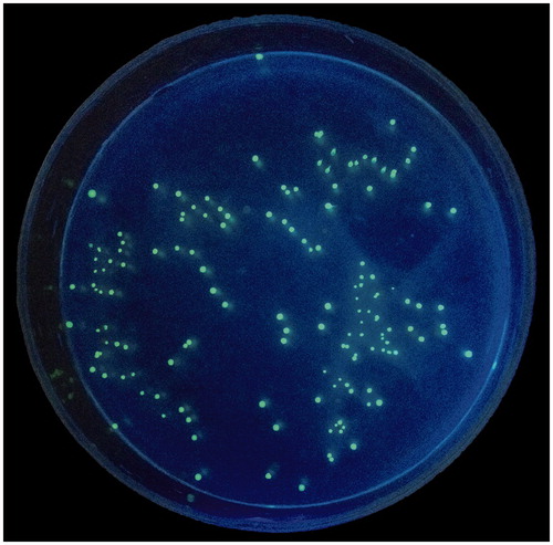 Figure 6. A cultured sample of fluorescent image of GFP-uv E. coli isolated from ulcerative colitis rat tissue under an ultraviolet lamp at 540 nm.