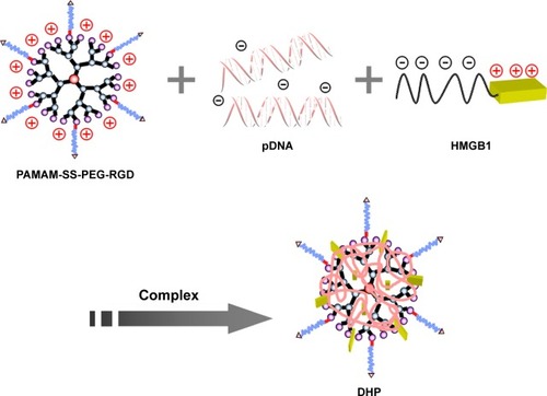 Figure 2 A schematic diagram of self-assembly DHP nanocomplexes.Abbreviations: DHP, pDNA/HMGB1/PSSP-RGD; HMGB1, high mobility group box 1; PAMAM, polyamidoamine; PEG, polyethylene glycol; RGD, arginine-glycine-aspartate.