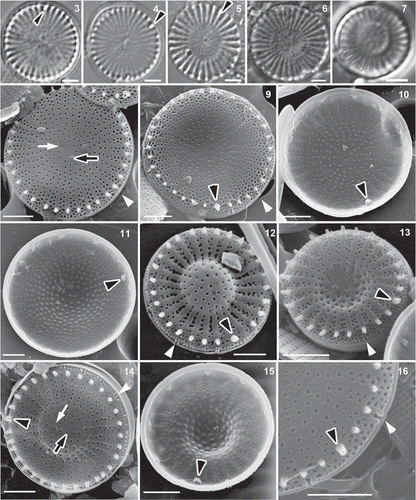 Figs 3–16. Type material of Stephanodiscus triporus (Figs 3–5, 8–11, 16) and S. vestibulis (Figs 6, 7, 12–15), LM and SEM. Black arrowhead: external tube of rimoportula; white arrowhead: valve face fultoportula; black arrow: valve face fultoportula; white arrow: the inverse place of valve face fultoportula. Scale bars = 2 µm.