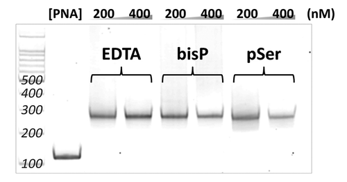 Figure 2. Gel shift assay for the confirmation of invasion complex composed of DNA and ligand-modified pcPNAs. Invasion conditions; [double-stranded DNA (119 bp)] = 50 nM, [each of pcPNAs] = 200 or 400 nM and [Hepes (pH 7.0)] = 5 mM at 50°C for 1 h.