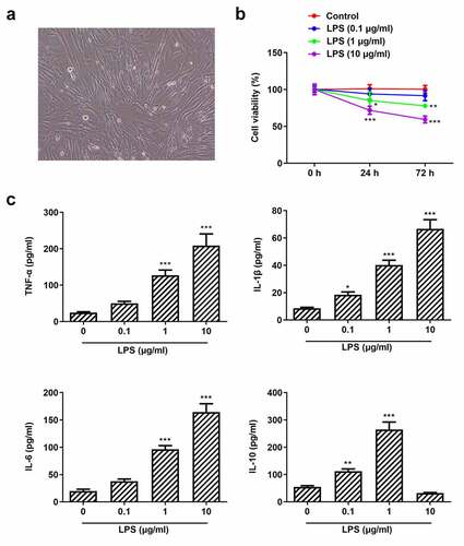 Figure 1. Pg-LPS impairs cell viability and triggers inflammation of PDLSCs. (a) Morphology of PDLSCs cells. (b) Effects of different concentrations of pg-LPS on the activity of PDLSCs were detected by CCK-8 assay. (c) Effects of different concentrations of pg-LPS on inflammatory factors (TNF-α, IL-6, IL-1β and IL-10) in PDLSCs were detected by ELISA assay. *p < 0.05, **p < 0.01 and ***p < 0.001 vs. 0 μg/ml