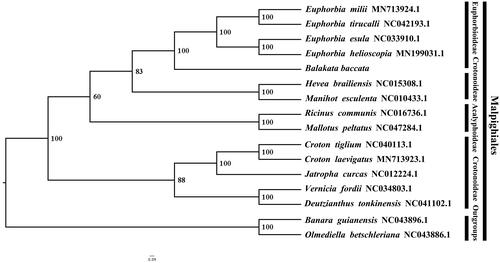Figure 1. The ML phylogeny recovered from 16 complete plastome sequences by RAxML. Accession numbers: Balakata baccata (GenBank accession number, MW266130, this study), Euphorbia helioscopia MN199031.1, Euphorbia esula NC033910.1, Euphorbia tirucalli NC042193.1, Euphorbia milii MN73924.1, Hevea brailiensis NC015308.1, Manihot esculenta NC010433.1, Ricinus communis NC016736.1, Mallotus peltatus, NC047284.1, Croton laevigatus MN713923.1, Corton tiglium NC040113.1, Jatropha curcas NC012224.1, Vernicia fordii NC034803.1, Deutzianthus tonkinensis NC043896.1, Banara guianensis NC043896.1, Olmediella betschleriana NC043886.1.