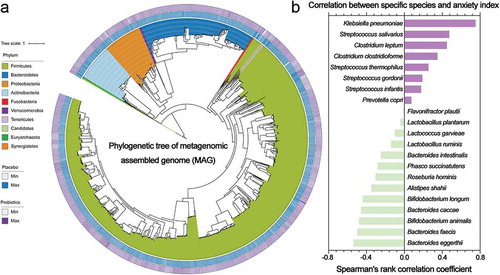 Figure 5. (a) Phylogenetic tree of the metagenomic assembled genome (MAG) from metagenomic samples. The heatmap of the tree shows the log2-fold change in the relative abundance of the MAGs during the long sea voyage (outer, probiotic group; inner, placebo group). (b) Spearman’s rank correlation coefficient between the probiotic-correlated species and the anxiety index. An R-value greater than 0.4 or less than −0.4 indicated that the correlation was significant.