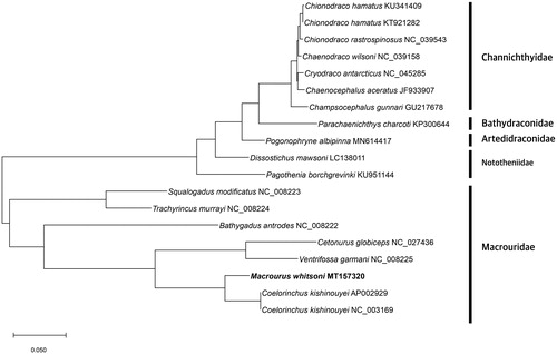 Figure 1. Phylogenetic tree was constructed with protein sequences of 13 protein-coding genes of 19 Antarctic fishes which were belong to Channichthyidae, Bathydraconidae, Nototheniidae, Artedidraconidae and Macrouridae families including M. whitsoni using MEGA X software. The maximum likelihood method and JTT matrix-based model were used. Scientific name and GenBank number are indicated for each species.