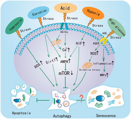 Figure 2. The central role of autophagy in regulating the adaptive mechanism of disc cells under different stresses. Compression, starvation, acid, hypoxia and high glucose have all been reported to induce autophagy in disc cells. The dotted line indicates that the pathway has been demonstrated in chondrocyte but not yet in disc cells.