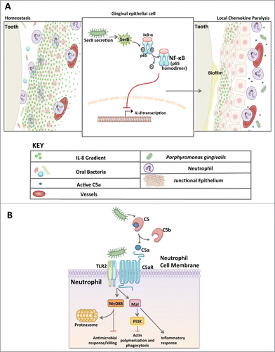 Figure 1. Manipulation of neutrophil function by P. gingivalis. (A) Model of chemokine paralysis. Under homeostatic conditions, oral bacteria are kept at bay by steady recruitment of neutrophils following a gradient of IL-8 production by the gingival epithelium. P. gingivalis can manipulate the IL-8 gradient by secreting SerB, an enzyme that dephosphorylates the p65 subunit of NF-κB thereby inhibiting translocation into the nucleus and preventing IL-8 transcription. The result is chemokine paralysis that disrupts the recruitment of neutrophils into the junctional epithelium and control of the outgrowth of oral bacteria. (B) Model of Neutrophil subversion by P. gingivalis that leads to dysbiotic inflammation. Due to C5a ligand generation by Arg-specific gingipains coupled with potent TLR2 agonists (e.g., lipoproteins), P. gingivalis is able to co-activate C5aR and TLR2 resulting in Smurf1-dependent MyD88 degradation thus preventing an antimicrobial response. This signaling event also induces Mal- and PI3K-dependent inhibition of RhoA, thereby preventing phagocytosis while the same subversive pathway mediates inflammatory responses. In total, P. gingivalis can successfully decouple antimicrobial killing from a nutritionally favorable inflammatory response in neutrophils. This mechanism provides bystander support to neighboring bacteria.