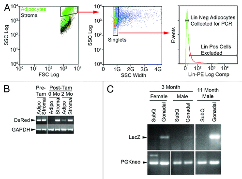 Figure 6. PCR-based strategy to detect BMP-derived adipocytes among adipocytes purified by flow sorting. Gonadal adipose tissue was harvested from aP2cremT/mG mice prior to, immediately after and 2 mo after tamoxifen exposure. The fat was digested with collagenase and separated into adipocyte and stromal fractions. Adipocytes were stained with a cocktail of PE-conjugated antibodies to stromal lineage markers and flow sorted to remove stromal contaminants. (A) Gating strategy to remove stromal cells from adipocytes. Left panel shows adipocyte FSC vs SSC distribution overlayed on stromal distribution. Adipocytes with FSC/SSC greater than stromal cells were subjected to singlet discrimination (middle panel) to exclude cell clusters. Lineage positive events were excluded from lineage negative adipocytes as shown in the histogram (right panel). (B) The sorting strategy was validated by PCR analysis of DsRed and GAPDH genes in the adipocyte and stromal fractions. Tam, tamoxifen. No DsRed was detected in flow sorted adipocytes immediately following tamoxifen treatment indicating no significant stromal contamination. (C) The PCR strategy was used to assess BMP-derived adipocyte production in gonadal and subcutaneous (SubQ) fat from male and female LysMcreROSAflox/STOP mice at 3 and 11 mo. Primers sets were created to distinguish the spliced LacZ gene in BMP-derived adipocytes vs. the intact PGKneo gene in conventional adipocytes. Analysis indicates higher numbers of BMP-derived adipocytes in gonadal vs. subcutaneous adipose tissue and in female vs. male subjects. Comparison of the 3 and 11 mo male samples demonstrates increasing BMP-derived adipocytes in gonadal fat over time.