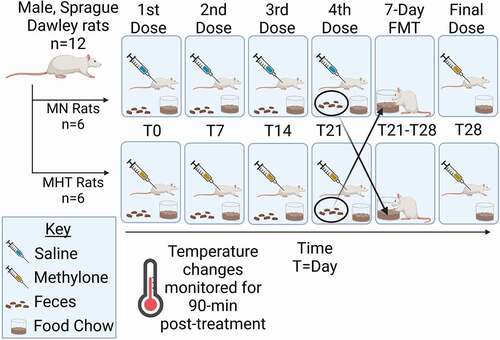 Figure 1. Study design. Animals were treated once a week with either saline or methylone (10 mg/kg, sc). Tolerance to the hyperthermia induced by methylone was seen after the fourth week of treatment and the FMT between the treatment groups occurred in the 4th and 5th week time period. Following the one week FMT period, a final dose of methylone was given and temperature monitored in 30 minute intervals for a total of 90 minutes before tissue collection. This figure was generated using BioRender.