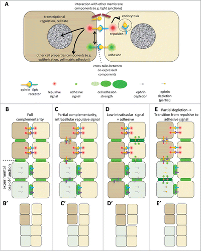 Figure 4 (See previous page). Ephrin-Eph signaling in embryonic tissues. (A) Multiple activities and cross-talks. Ephrin-Eph receptor interactions typically activate an intracellular signal that induces reorganization of the actin cytoskeleton, including increased actomyosin contraction, leading to retraction. This repulsive activity is thought to be triggered only at high levels of signal. It requires disruption of the ephrin-Eph bonds which connect the 2 cells. This can occur either by endocytosis, or by shedding of the ephrin/Eph extracellular domains by ADAMs proteinases (not shown). It is believed that, under certain condition, in particular under low ephrin-Eph signaling, ephrin-Eph interactions contribute on the contrary to cell-cell adhesion. Note that the exact mechanisms that control adhesive versus repulsive modes are not well understood. Like many other ligand-receptor systems, ephrin-Eph signaling influences other aspects of cell function, such as gene regulation or cell-matrix adhesion. Ephrins and Eph receptors have been found to directly associate with other cell surface components, such as tight junctions. The effect of these interactions is still poorly understood. When co-expressed in the same cell, ephrins and Eph receptors may also establish cross-talks, which are generally considered to lead to signal dampening. (B–E) Examples of ephrin-Eph configurations (top 2 cell rows) and of predicted consequences of loss-of-function on signaling and adhesion within and between tissues (lower rows). (B’–E’) Resulting effect on tissue cohesion/separation. Sorting/separation is symbolized by a gap between the cells. (B) Embryonic tissues express multiple ephrins and Eph receptors. In the simplest cases, they are expressed in fully complementary patterns, such that signaling is exclusively triggered at the tissue interface, where repulsion antagonizes cadherin cell adhesion, resulting in low effective adhesion. Lowering ephrins or Ephs is predicted to decrease repulsion/increase adhesion at the tissue interface and cause their fusion, without major effect on intratissular contacts. Note that the systematic expression of several ephrins and/or several Ephs observed in all systems creates partial - and sometimes even full - redundancy. As a consequence, more than one of these components may need to be removed to inhibit separation. (C) In more complex cases, expression is only partially complementary. Here ephrins and Eph receptors can also interact in one or both tissues. These intracellular interactions can generate repulsion, which may confer to the tissue different physical properties, e.g., lower rigidity and higher migration. (D) Under certain circumstances, Ephrin-Eph intratissular signaling may generate a pro-adhesive activity, effectively increasing tissue cohesion. In this case, ephrin/Eph depletion is predicted to decrease tissue cohesion, and could even in principle result in artificial sorting from the tissue of origin, while concomitant inhibition of repulsion across the boundary could lead the depleted cells to join the opposite tissue. (E) In a situation where intratissular signaling is weakly repulsive (C), partial loss-of-function may switch from repulsive to adhesive mode. Depleted cells may sort into a compact independent population.