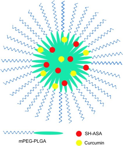 Figure 2 Structure of an SH-ASA/curcumin-coloaded mPEG-PLGA nanoparticle.Abbreviations: mPEG-PLGA, methoxy poly(ethylene glycol)-poly (lactide-coglycolide); SH-ASA, SH-aspirin.