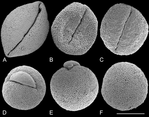 Figure 3. A–F. SEM, pollen grains of Trithuria australis, a species from south‐west Western Australia with male and female reproductive units on the same individuals: (A) Pollen grain viewed from the distal side, Macfarlane & Annels 2283; (B–F) different views of pollen grains, Macfarlane 3357 & Hearn. Scale bar common to all images – 10 µm.