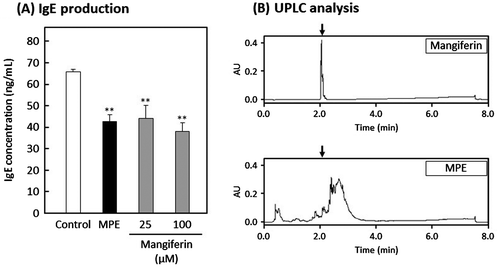 Figure 3. Effect of mangiferin on IgE production by U266 cells. U266 cells were suspended in ITES-RPMI 1640 medium containing each sample and incubated for 24 h at 37 °C. (A) Human IgE concentration in culture media was determined by an in-house-developed enzyme-linked immunosorbent assay (ELISA). Each sample was prepared as follows; control, 0.5% ethanol and 0.5% dimethyl sulfoxide (DMSO); MPE, 3.2 μg/mL of MPE; Mangiferin, 100 or 25 μM mangiferin. Data were represented as the mean ± standard deviation (n = 3). **p < 0.01 against control by Dunnett’s test. (B) UPLC analysis was performed using an ACQUITY UPLC system. ACQUITY UPLC BEH C18 column was used with the column oven temperature at 35 °C, and acetonitrile containing 0.1% formic acid (ACN-FA) was used as an elute solvent. Elution program was applied as follows; 0–1 min, 1% ACN-FA; 1–6 min, linear gradient from 1 to 100% ACN-FA; 6–7 min, 100% ACN-FA; 7–8 min, linear gradient from 100 to 1% ACN-FA. An injection volume was set up in 10 μL containing 25 μg of MPE or 20 μM mangiferin, and the chromatogram was monitored at a wavelength of 258 nm.