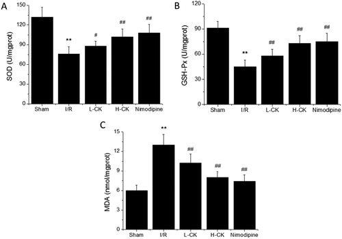 Figure 3. Antioxidant effect of ginsenoside CK in the brain tissue of rats. Note: Values are means ± SD (n = 6). Compared with the Sham group, **P < 0.01; compared with the I/R group, # P < 0.05, ##P < 0.01.