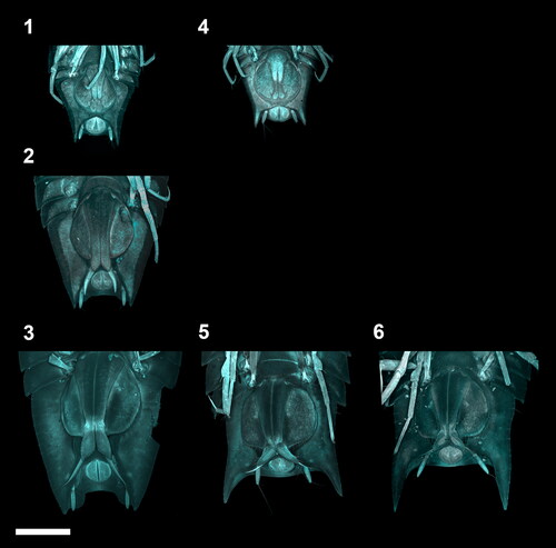 Fig. 4. Ontogenetic development of the adult male stages of the Haploniscus belyaevi species complex. Ventral pleotelson CLSM-scans of three different phenotypic clusters H. ‘KKT’ (KBII Hap119 (1), KBII Hap216 (2), KBII Hap165 (3)), H. ‘SO’ (SKB Hap19 (4), SKB Hap06 (5)) and H. aff. belyaevi (SKB Hap54 (6)) across the three successive ontogenetic stages: juvenile male IV (1, 4), preparatory male V (2) and copulatory male VI (3, 5, 6).