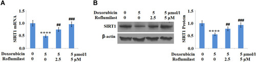 Figure 8 Roflumilast restores Doxorubicin-induced reduction of SIRT1 in H9c2 cardiac cells. Cells were treated with 5 μmol/l Doxorubicin in the presence or absence of Roflumilast (2.5, 5 μM) for 24 hours. (A) mRNA of SIRT1; (B) Protein of SIRT1 (****P<0.0001 vs vehicle control; ##, ###P<0.01, 0.001 vs Doxorubicin treatment).
