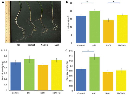 Figure 1. The effect of silicon and salinity on the growth of date palm seedlings (a). Growth changes in date palm seedlings grown under silicon (Si), control, silicon and saline (NaCl+Si) and saline (NaCl) conditions. These changes in the leaf area (b), leaf fresh weight (c) and root dry weight (d) of date palm seedlings subjected to silicon, salinity, and silicon combined with salinity treatments. The bars represent the means (n = 9 ± SE) and significant differences at p < .05 are marked by asterisks.