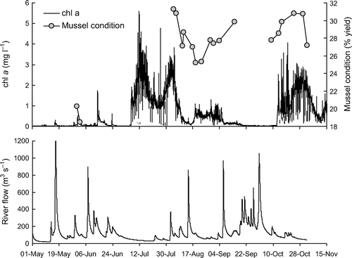 Figure 6  Chlorophyll a (chl a) concentrations estimated using a fluorometric sensor (Falmouth Scientific Instruments) moored at 4 m water depth, and mussel condition over the same time period in the aquaculture management area (top panel). A higher condition corresponds with a higher% tissue to shell weight. Motueka River flows over the same period (bottom panel).