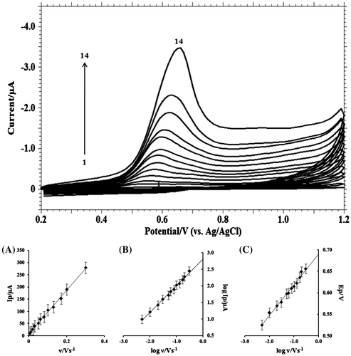 Figure 5. Cyclic voltammograms of 1.0 mM MDH in buffer solution of pH 9.2 (I = 0.2 M) at scan rate of: (1) blank; (2) 0.001; (3) 0.005; (4) 0.01; (5) 0.02; (6) 0.03; (7) 0.05; (8) 0.06; (9) 0.08; (10) 0.1; (11) 0.13; (12) 0.17; (13) 0.20; (14) 0.30 V s−1. (A) Dependence of peak current (Ip/μA) on the scan rate (υ/V s−1); (B) Plot of logarithm of peak current (log Ip/μA) vs. logarithm of scan rate (log υ/V s−1); (C) Plot of variation of peak potential (Ep/V) with logarithm of scan rate (log υ/V s−1).