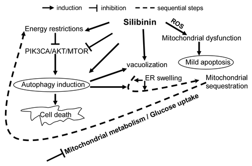 Figure 9. Model depicting the possible molecular mechanisms of CRC cell death by silibinin.