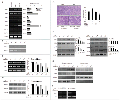 Figure 2. Mw suppresses transcription factors mediated B16F10 cell invasion. (A) 2×106 melanocytes, B16F1 and B16F10 cells were collected for mRNA extraction and real time PCR analyses of MMP-1, MMP-2, MMP-3, MMP-7, MMP-9, MMP-13 and MMP-14. Relative expression of target gene with respect to GAPDH was presented as mean ± SD, *P< 0.05, **P< 0.01 vs melanocytes. (B) 2×106 B16F10 cells were treated with Mw for 2hr and the activity of MMP-2 and MMP-9 was assessed by gelatin zymography. Data are representative of 3 independent experiments. (C) 2×106 B16F10 cells were treated with Mw and MMP-2 and MMP-9 gene expression was detected by real time PCR. Relative expression of target gene with respect to GAPDH were performed thrice and expressed as mean ± SD. **P< 0.01 vs. untreated cells. (D) Western blot was performed in similarly treated cell to detect MMP-2 and MMP-9 using specific antibodies with anti-GAPDH as reference. (E) B16F10 cells were incubated in Matrigel-coated transwell with or without PMA and MMP-9 inhibitor for 24hr. Attached cells were photographed (20X) and calculated. Data are mean ± SD of 3 independent experiments.*P< 0.05, **P< 0.001 vs untreated. (F) 2×106 B16F10 cells treated with Mw were subjected to western blot to detect pIκBα, IκBα, pP65, P65, pc-Fos, c-Fos, pc-Jun, c-Jun using specific antibodies. (G) Cytoplasmic and nuclear fractions of B16F10 cells were subjected to protein gel blot to study nuclear translocation of P65 and c-Jun with GAPDH and LaminB as reference. (H) 2×106 B16F10 cells treated with Mw (106 cells/ml) were immunoprecipitated using NF-κB (IP: NF-κBP65) and AP-1(IP: c-Jun) specific antibody. Semi quantitative RT-PCR was performed to amplify the putative NF-κB and AP-1 binding sites at the MMP-9 promoter. Data are from one representative experiment performed at least thrice.