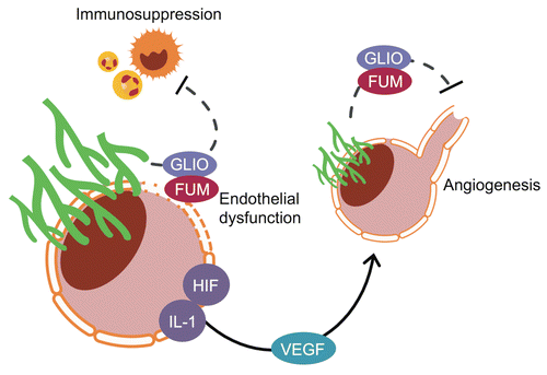 Figure 1 A model for the potential role of Aspergillus secondary metbolites in modulating host angioneogenesis. The site of A. fumigatus infection is marked by a circular dashed line. Invasion of tissue and blood vessels by hyphae induce hypoxia and an inflammatory response. Hypoxia-inducible factor (HIF) and proinflammatory cytokines (e.g., IL-1) act as potent stimuli for angiogenesis by inducing VEGF gene expression. Fungal secondary metabolites, such as fumagillin (FUM) or gliotoxin (GLIO), counter the action of these transcription factors, and block VEGF gene expression. VEGF deficiency leads to endothelial cell apoptosis and suppresses new vessel formation, further attenuating perfusion of the infection site.
