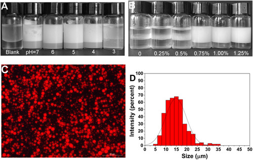 Figure 4 (A) The emulsifying activity of EPS at different pH (concentration is 0.75%); (B) emulsifying behavior of EPS at different concentrations (pH=6); (C and D) Nile red staining to observe the shape and size distribution of emulsions (concentration is 0.75%, pH=6).