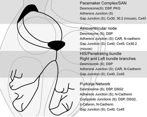 Figure 1. Schemata of cell–cell junction structures (S) and associated molecular components found in the cardiac conduction system.