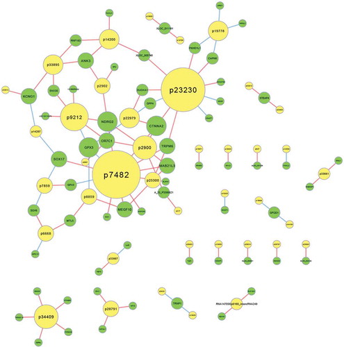 Figure 3. LncRNA-mRNA co-expression network. The yellow circles represent lncRNAs and the green rings represent mRNAs. Red connection lines indicate that the lncRNAs positively co-express with the connected mRNA transcripts, and the blue lines mean the contrast. The diameter of each yellow circle implies degree centrality. lncRNA: long noncoding RNA.