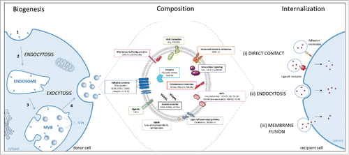 Figure 1. Scheme of exosomes biogenesis, composition and internalization. Biogenesis: the biogenesis of exosomes involves 4 different steps: (1) the membrane invagination; (2) endosome formation; (3) generation of the exosomes precursors, called intraluminal vesicles (ILVs), by inward budding of endosomes. These accumulations of ILVs is termed as multivesicular bodies (MVBs); (4) the fusion of MVBs with the plasma membrane release the ILVs in the extracellular space by exocytosis and become exosomes. Composition: Exosome are composed by different types of enzymes and proteins involved in: adhesion, traffic, intracellular signaling, immunostimulatory molecules, multivesicular body (MVB) formation and heat shock proteins (HSPs). Exosomes contain lipids such as (I) saturated phospholipids (phosphatidyl-ethanolamine, glycero-phospholipids, phosphatidyl-choline and phosphatidyl-serine) (ii) sphingolipids (ceramides), (iii) cholesterol. Finally, exosomes contain nucleic acids, including miRNA, mRNA, DNA and small non coding RNA (snRNA, tRNA). Internalization : The exosome may, (i) elicit transduction of the signal via intracellular signaling pathways by direct contact through adhesion molecules like integrin or through a ligand-receptor interaction, (ii) be endocytosed via phagocytosis, macropinocytosis or receptor-mediated endocytosis, or (iii) fusion with the plasma membrane and transfer its content into the cytoplasm of the recipient cell.