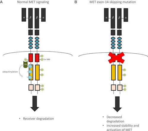 Figure 8 Mechanism of MET signaling regulation. Normal MET signaling (A) and abnormal signaling with MET-exon-14 skipping mutation (B).