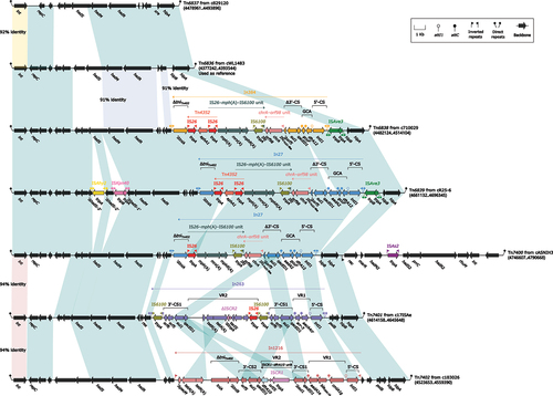 Figure 3. Comparison of Tn6836 and six related IMEs. Genes were visually depicted as arrows, while mobile genetic elements and other features were distinguished by their assigned colour based on their functional classification. Regions of homology, defined by nucleotide identity greater than 95%, were highlighted with a shaded background. Pseudogenes were denoted by a single quotation mark preceding their name.